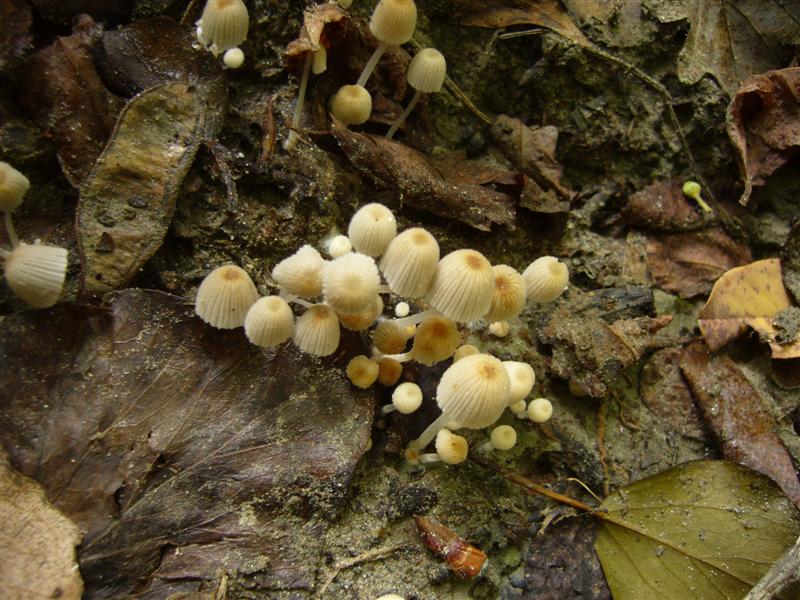 Psathyrella pigmea